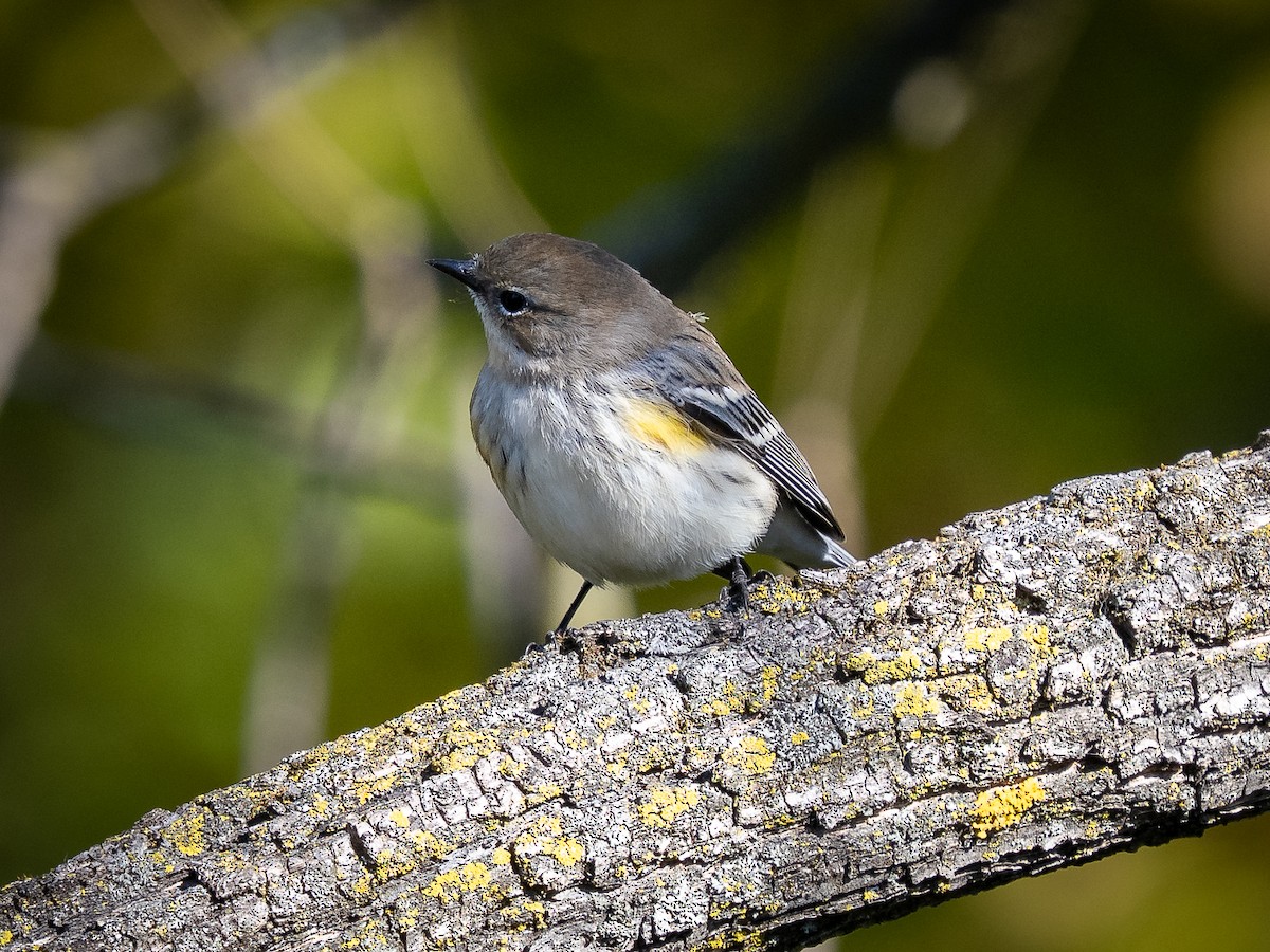 Yellow-rumped Warbler - ML643621486