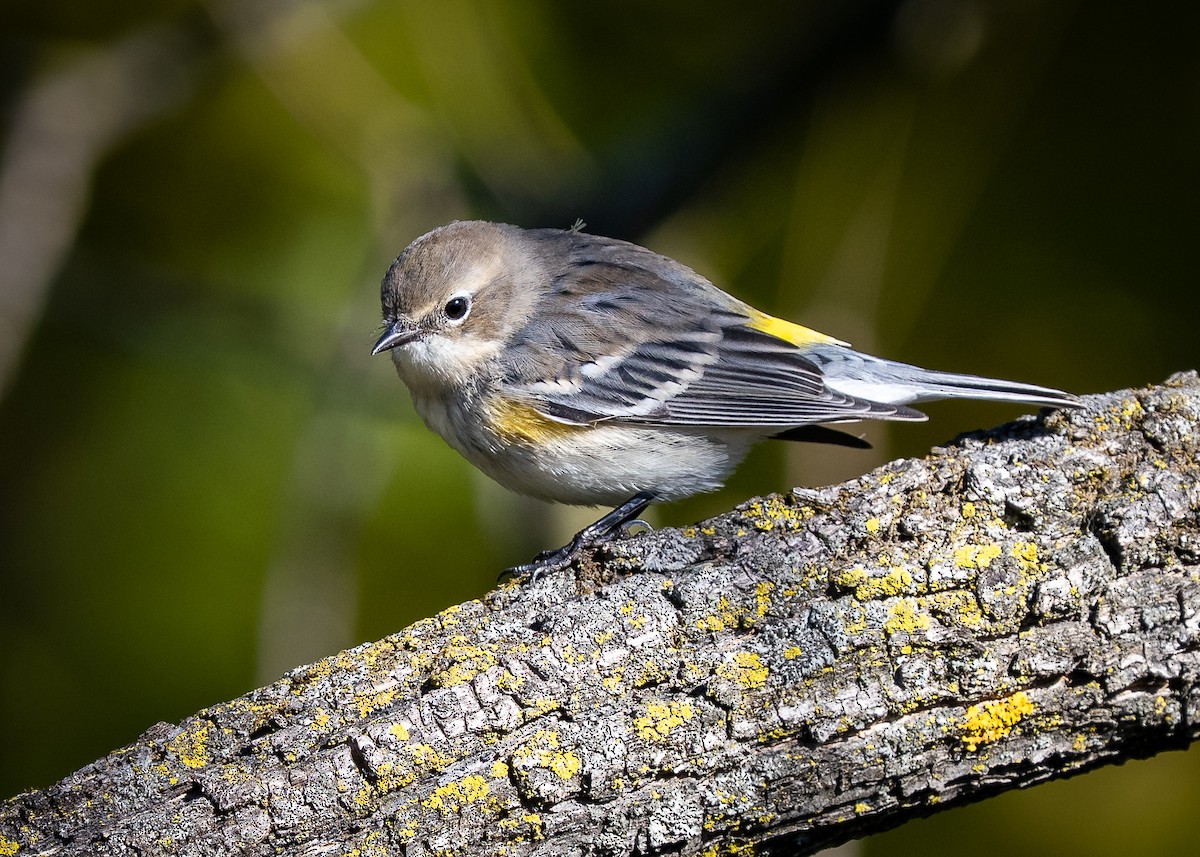Yellow-rumped Warbler - ML643621487