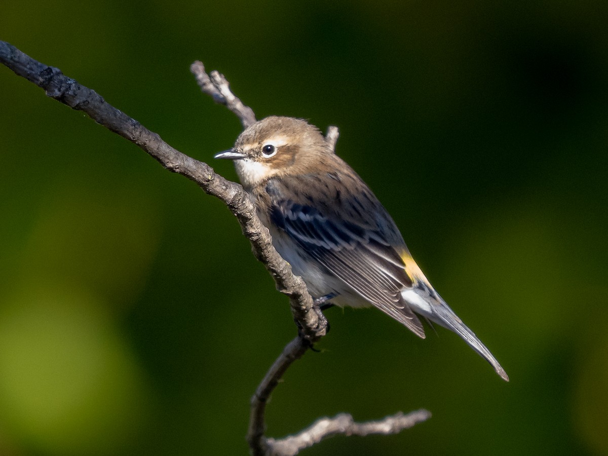 Yellow-rumped Warbler - ML643621488