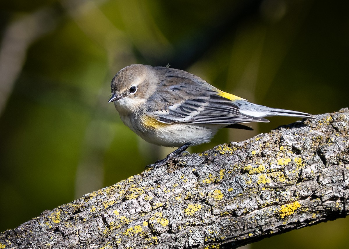 Yellow-rumped Warbler - ML643621489