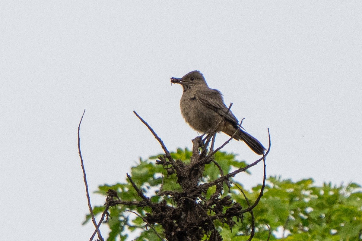 Great Shrike-Tyrant - ML643621501