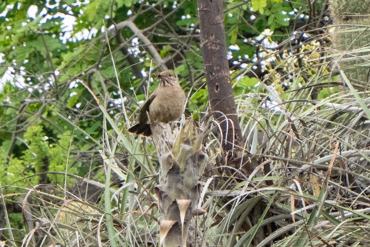 Great Shrike-Tyrant - ML643621502