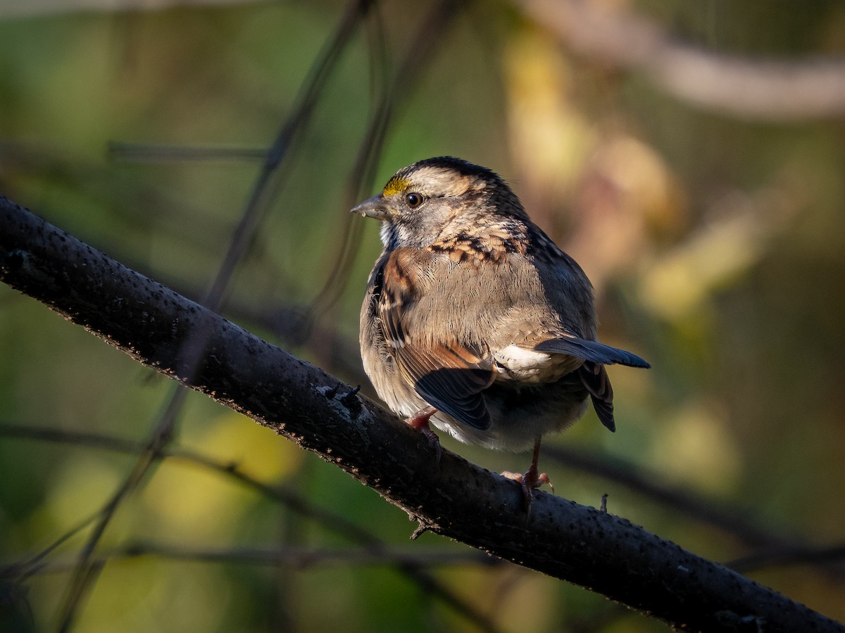 White-throated Sparrow - ML643621503
