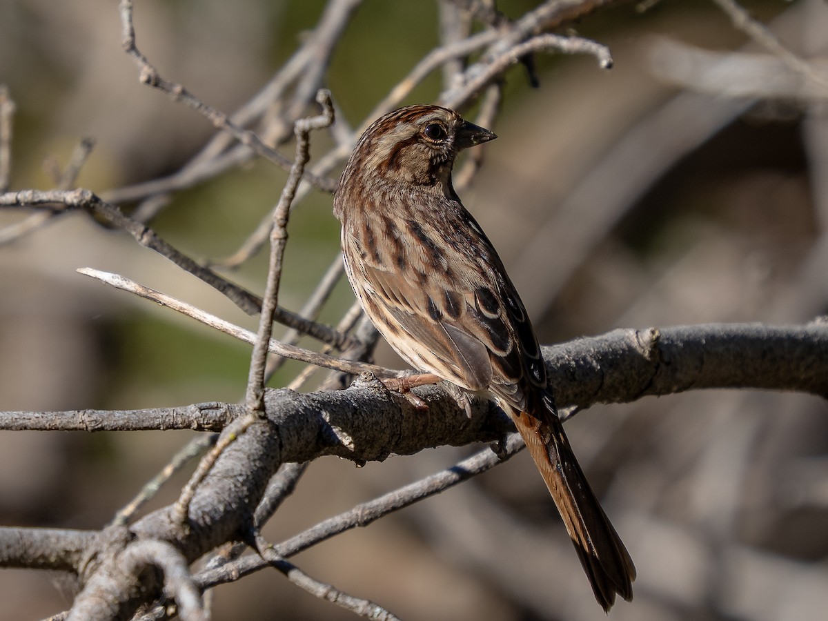 Song Sparrow - ML643621509