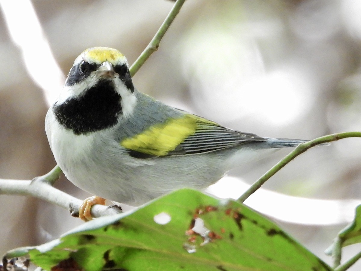 gullvingeparula - ML643621515