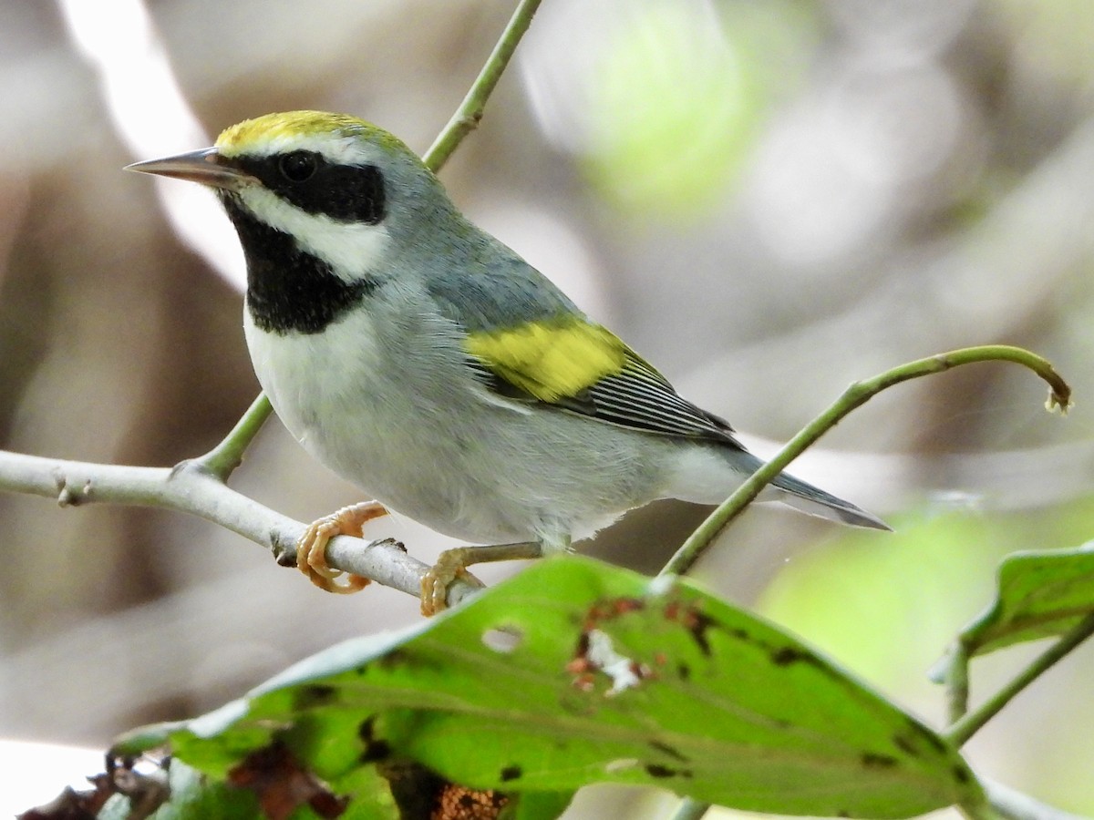 gullvingeparula - ML643621516