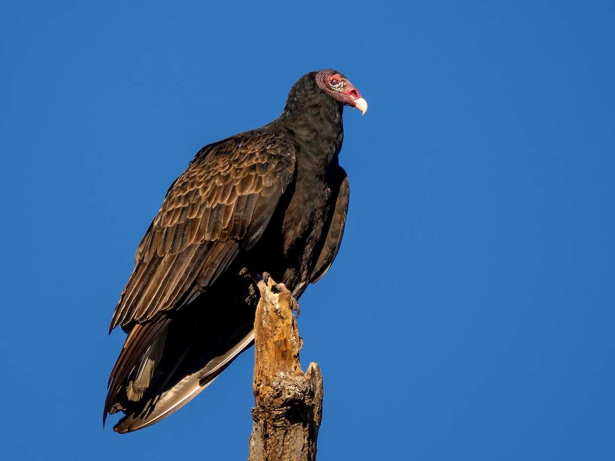 Turkey Vulture - ML643621539