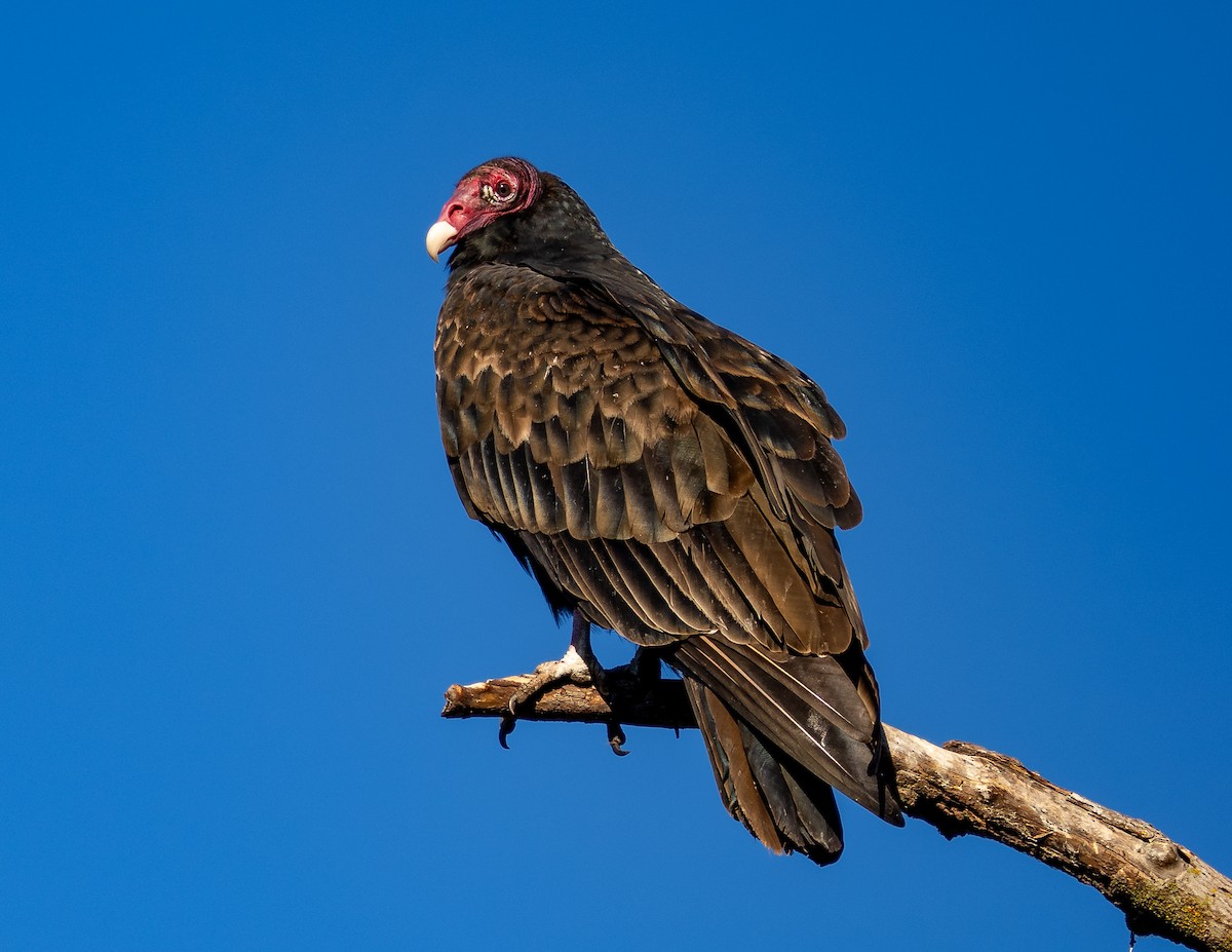 Turkey Vulture - ML643621540