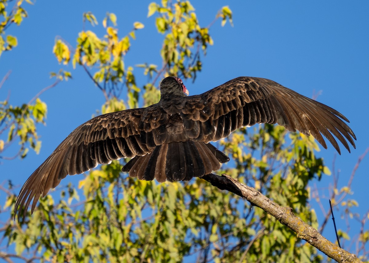 Turkey Vulture - ML643621541