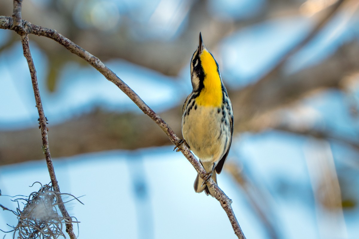 Yellow-throated Warbler - ML643621545