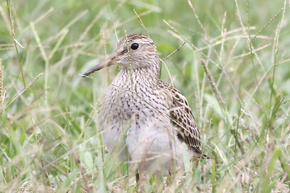 Pectoral Sandpiper - ML643621566