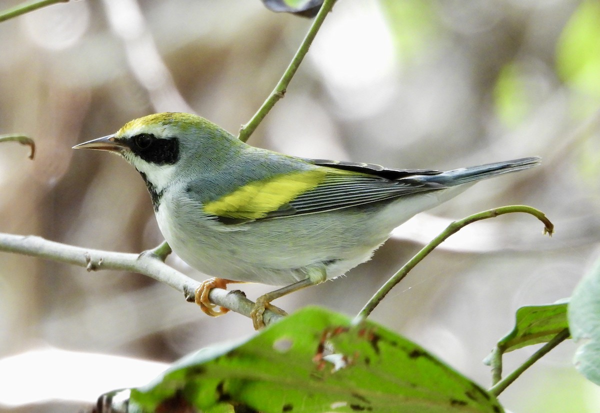 gullvingeparula - ML643621587