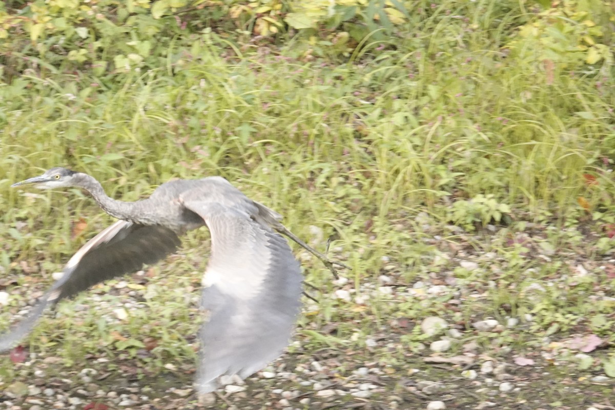 Great Blue Heron (Great Blue) - ML643621597