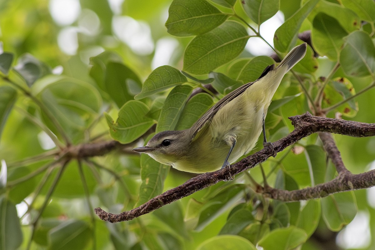 Philadelphia Vireo - ML643621604