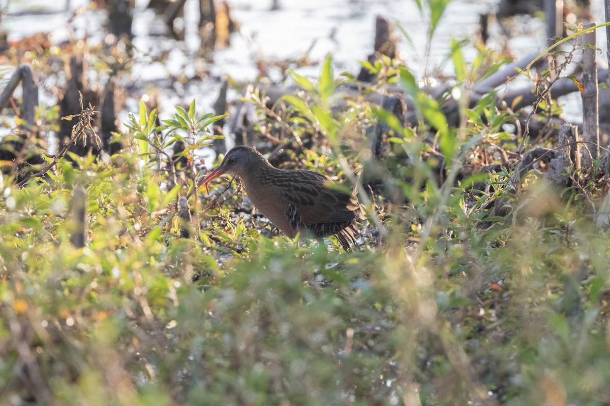 chřástal virginský - ML643621628