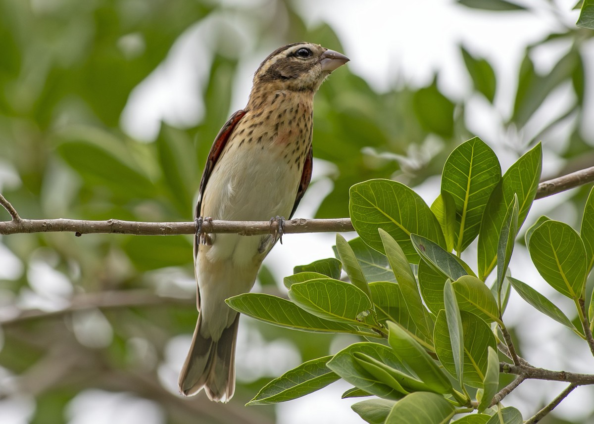 Rose-breasted Grosbeak - ML643621629