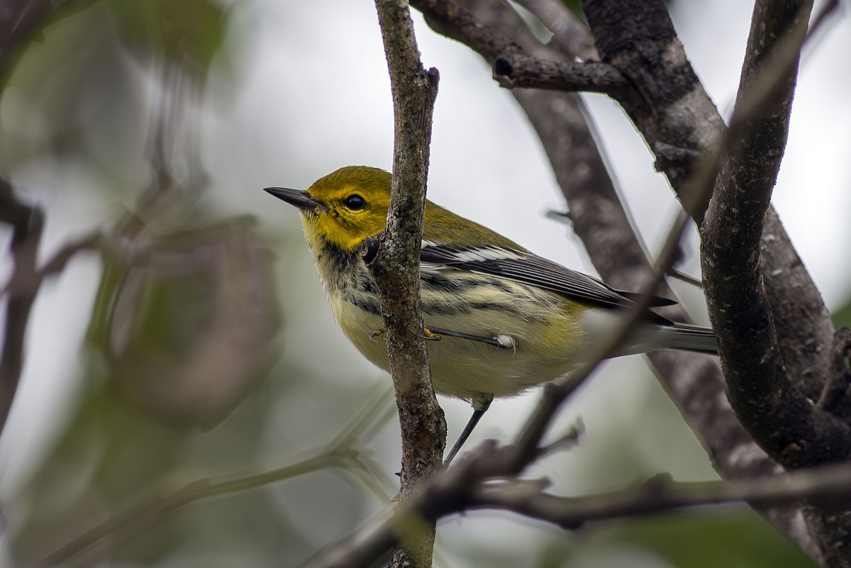 Black-throated Green Warbler - ML643621640
