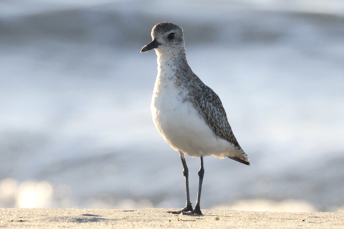 Black-bellied Plover - ML643621655