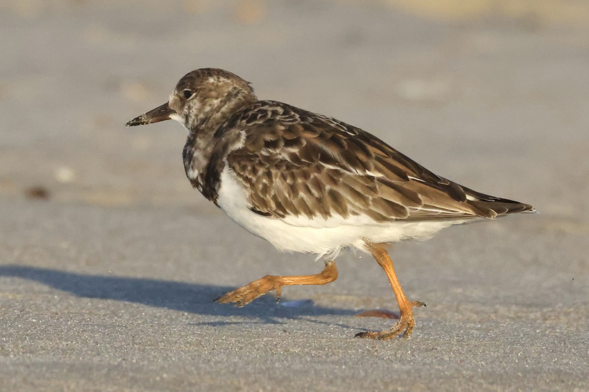 Ruddy Turnstone - ML643621659