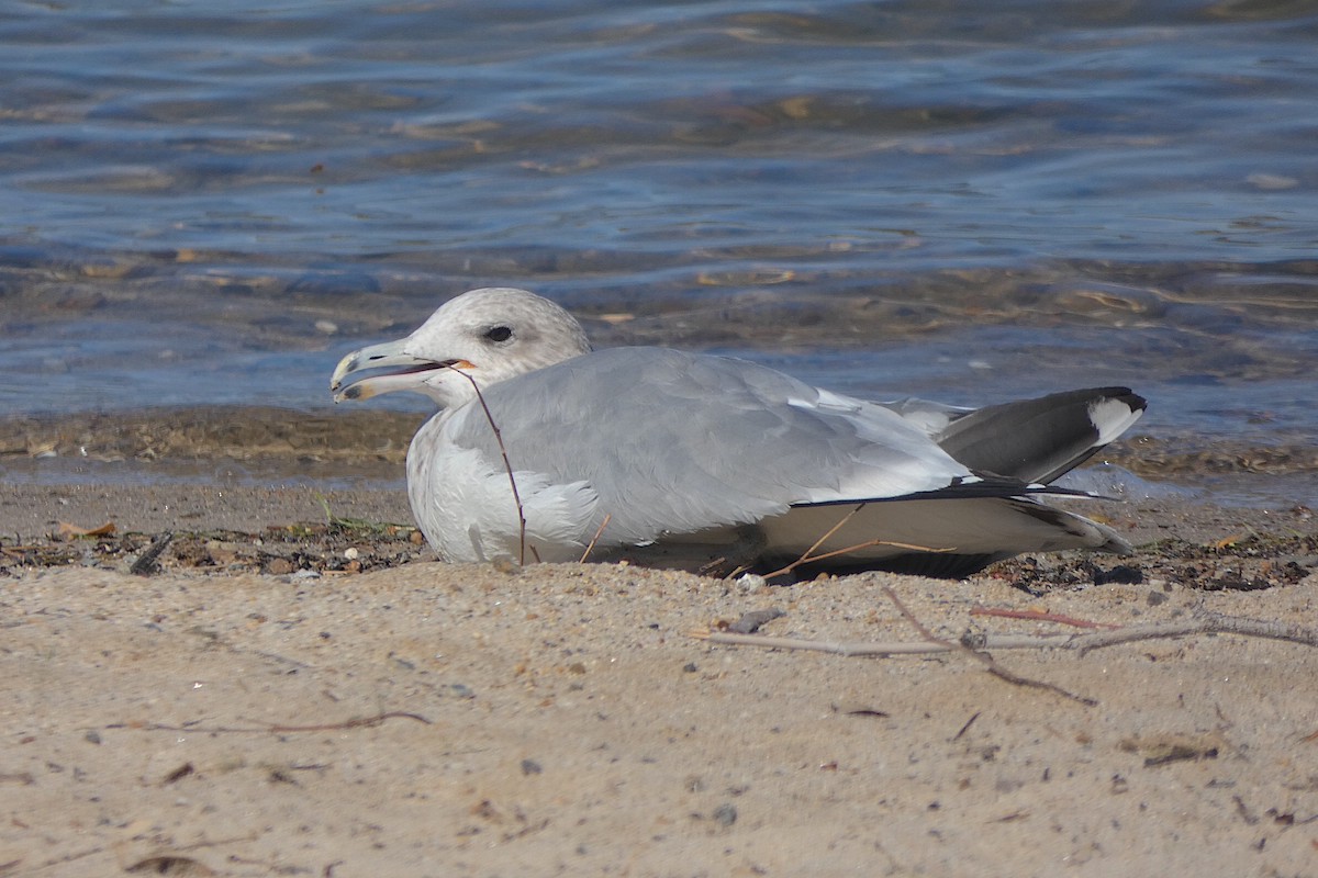California Gull - ML643621660