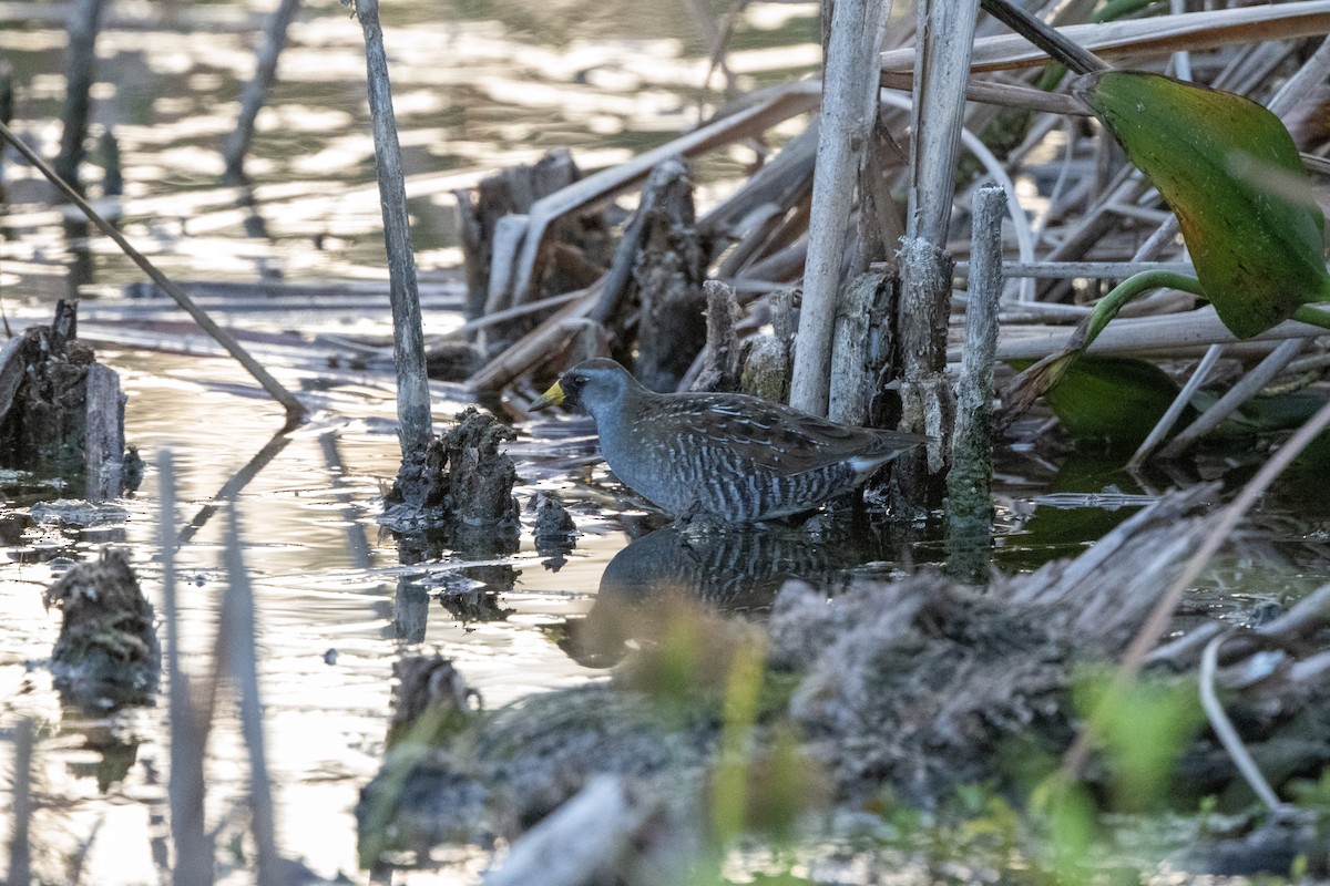 chřástal karolínský - ML643621662