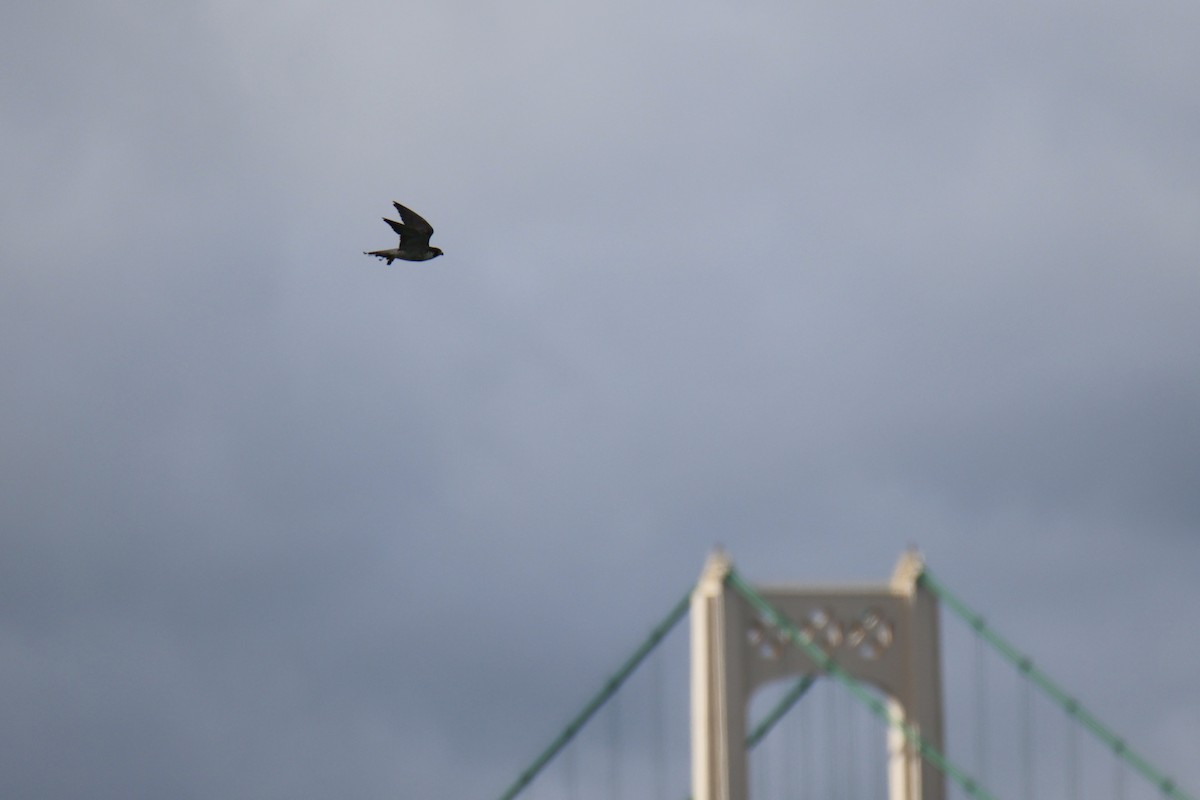 Peregrine Falcon - ML643621664