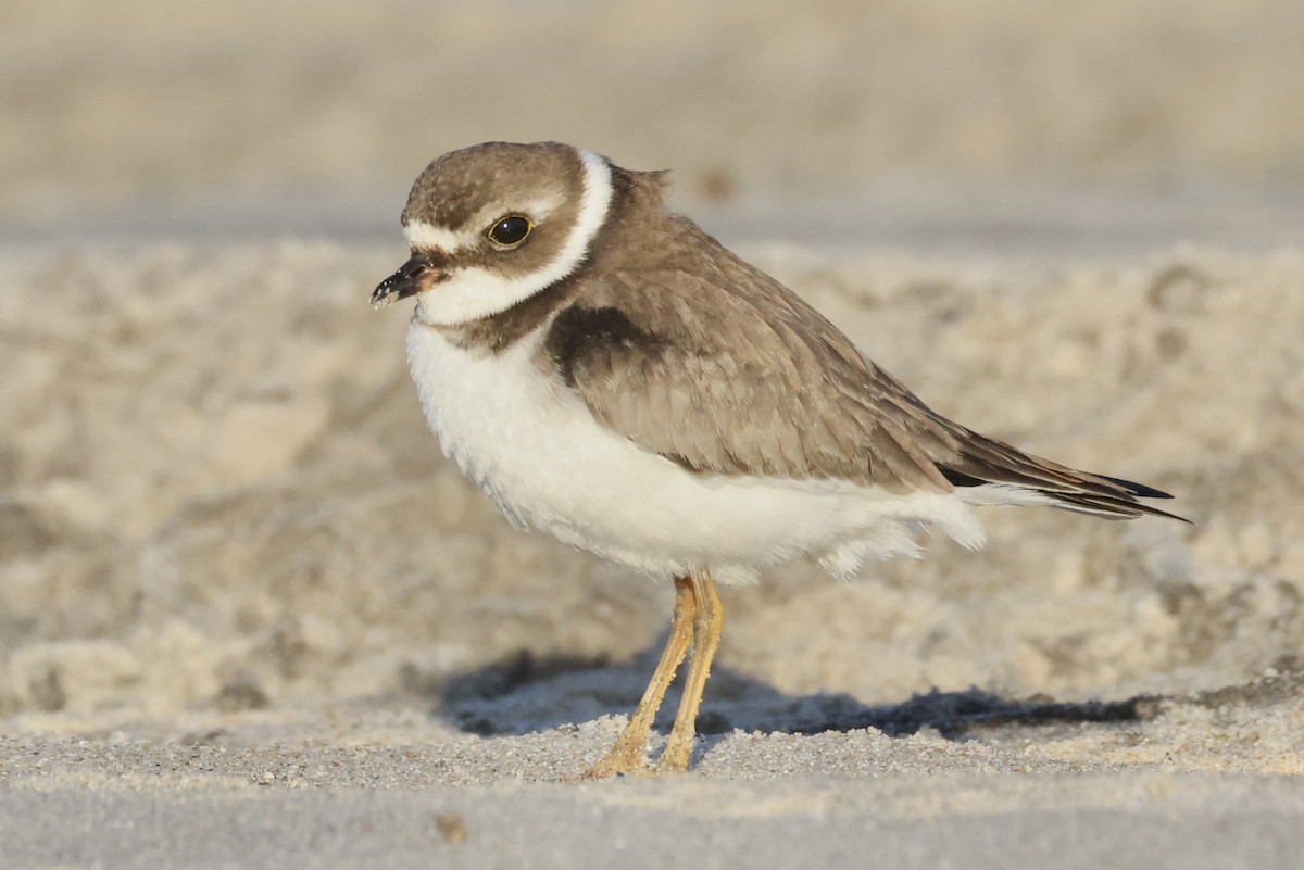 Semipalmated Plover - ML643621665