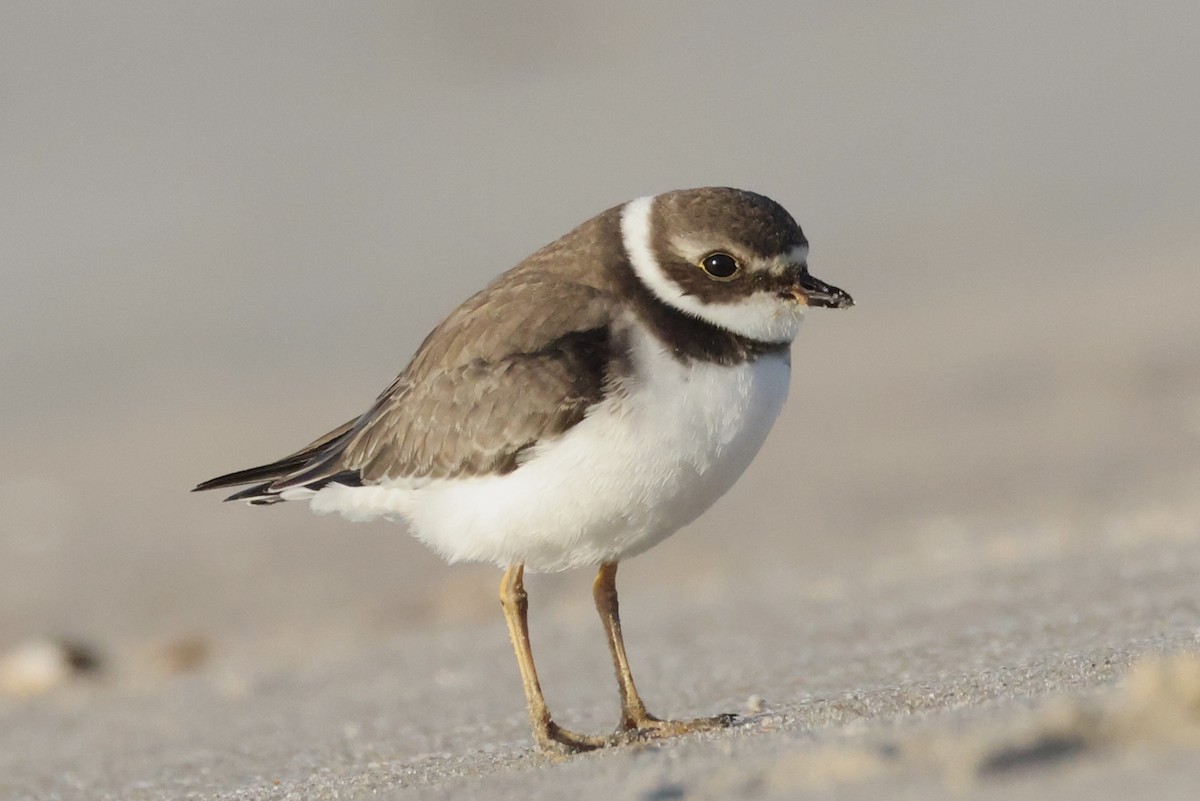 Semipalmated Plover - ML643621670
