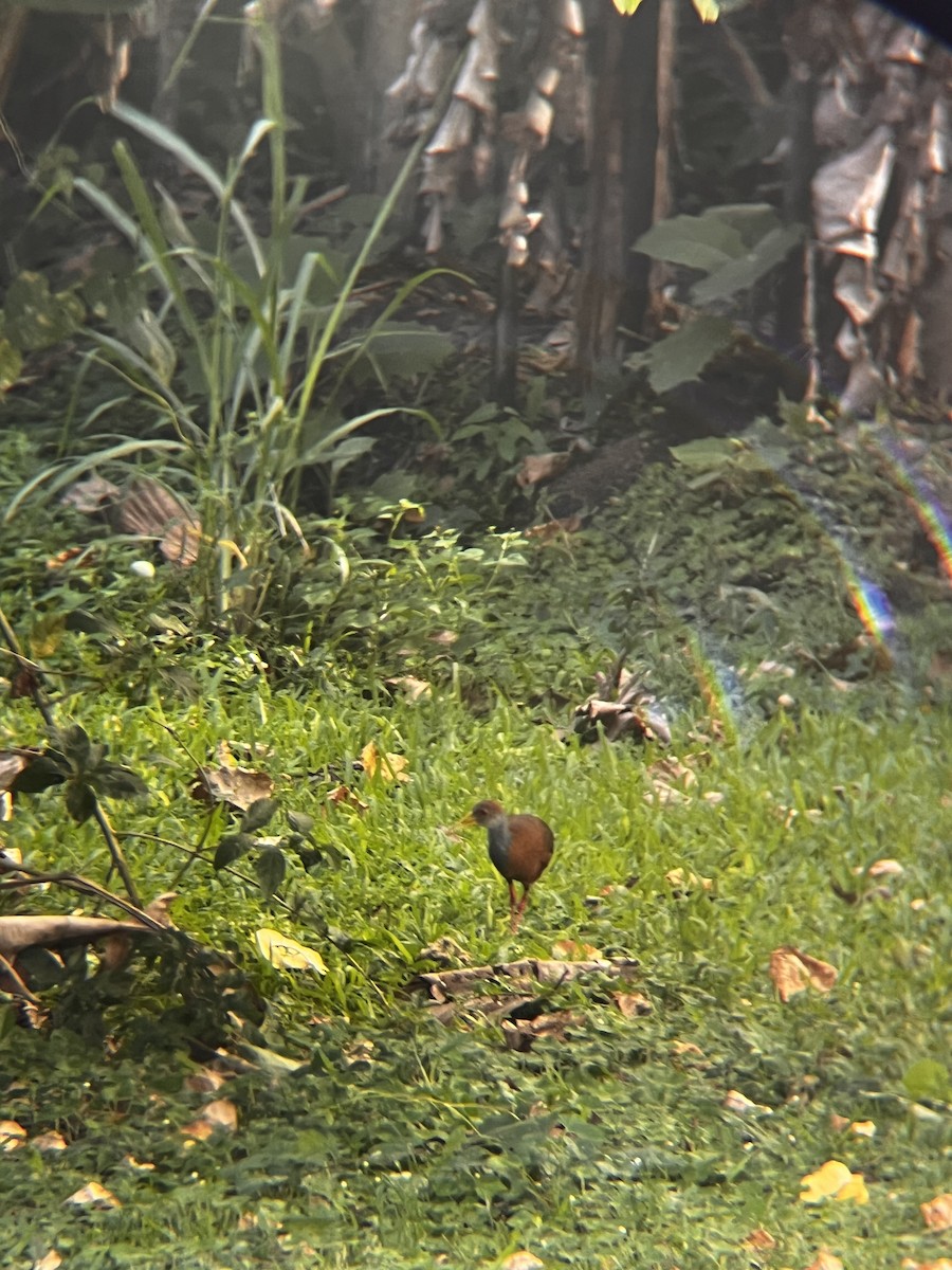 Russet-naped Wood-Rail - ML643621678