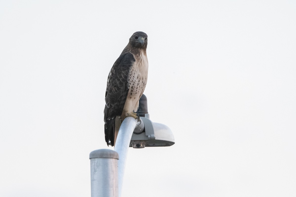 káně rudochvostá - ML643621681