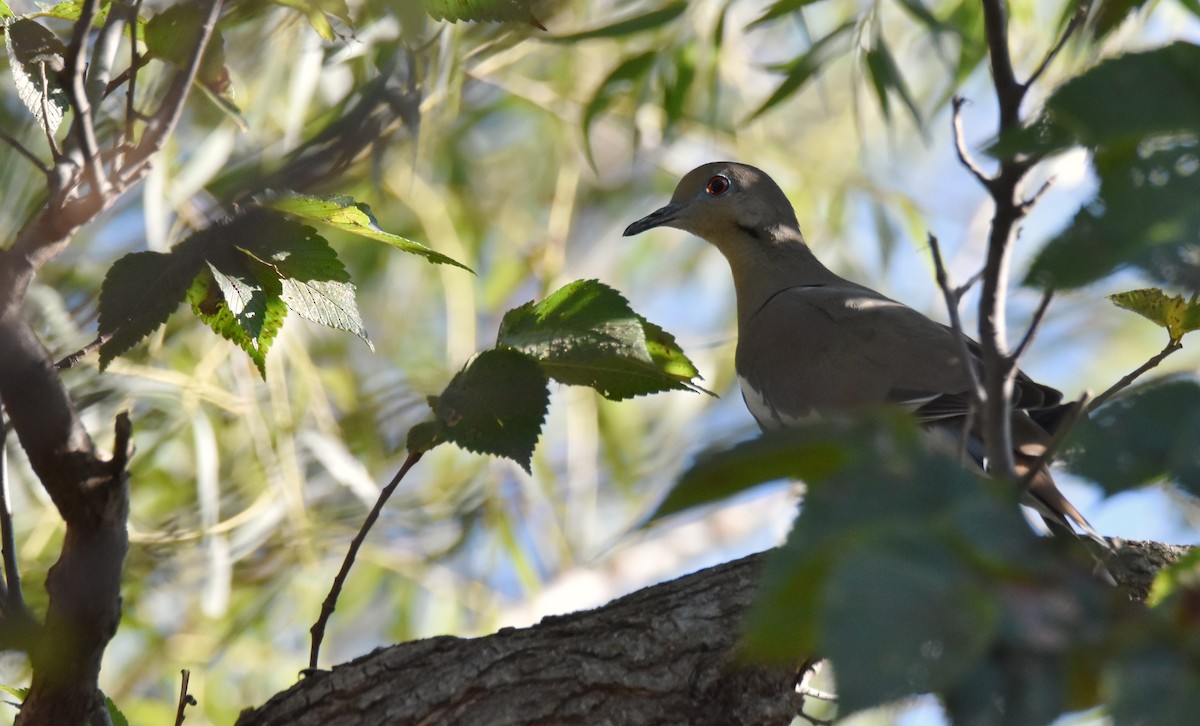 White-winged Dove - ML643621721