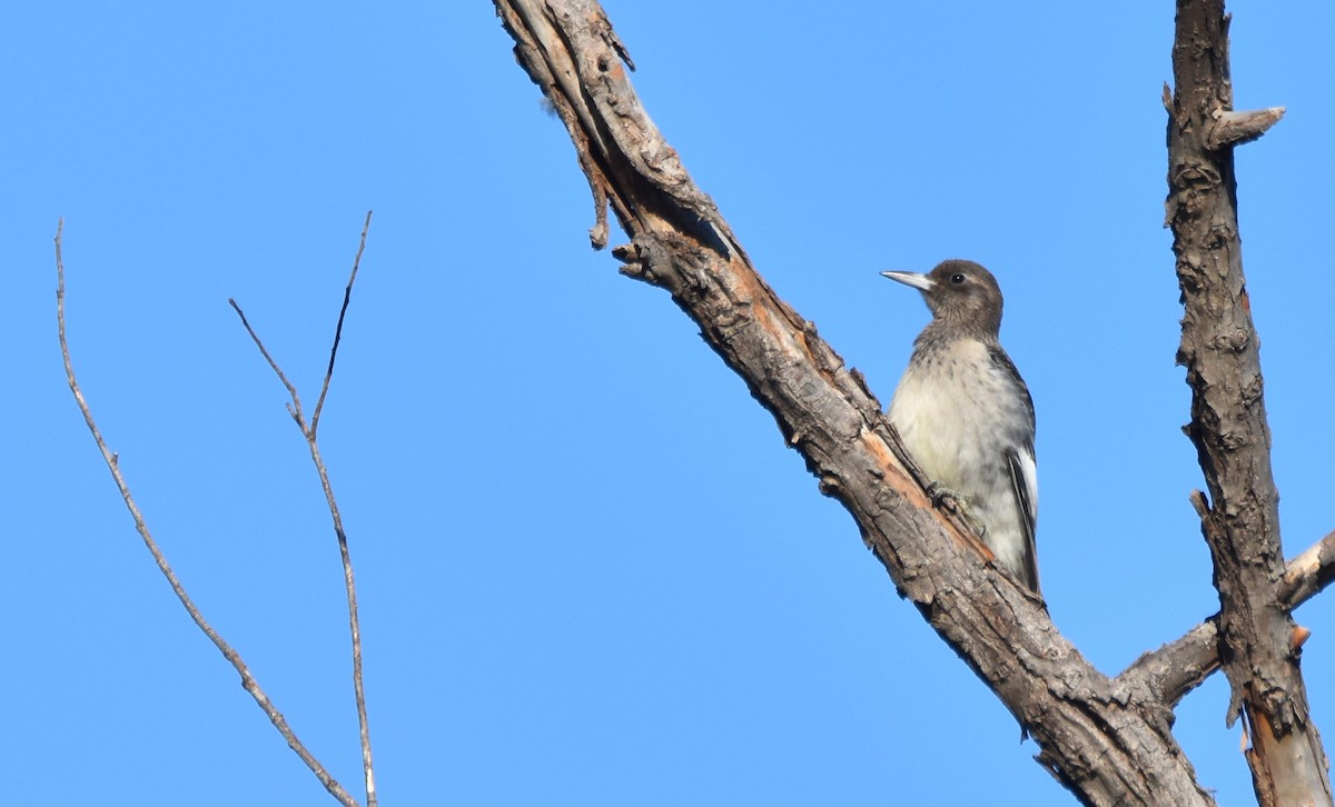 Red-headed Woodpecker - ML643621745