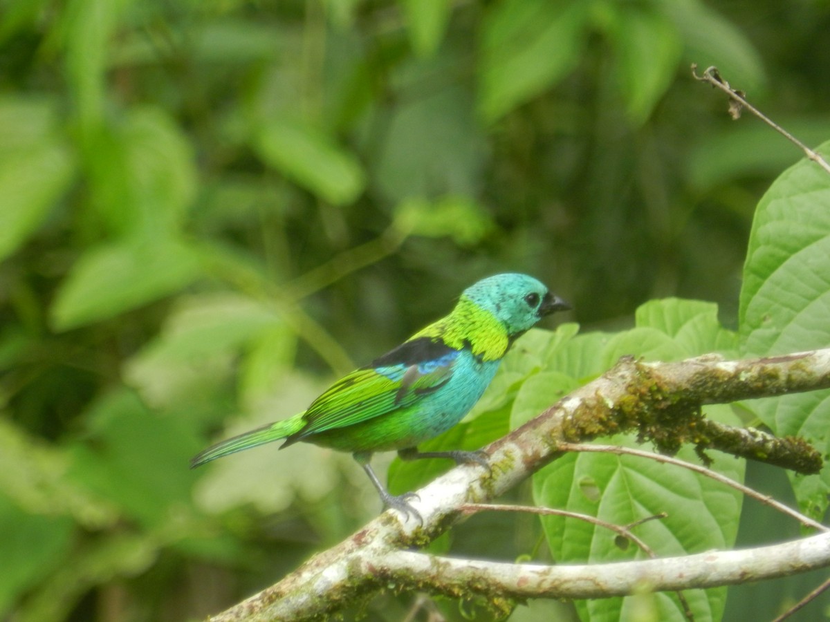 Green-headed Tanager - ML643621764