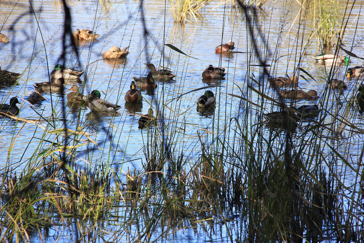 Mallard - ML643621771