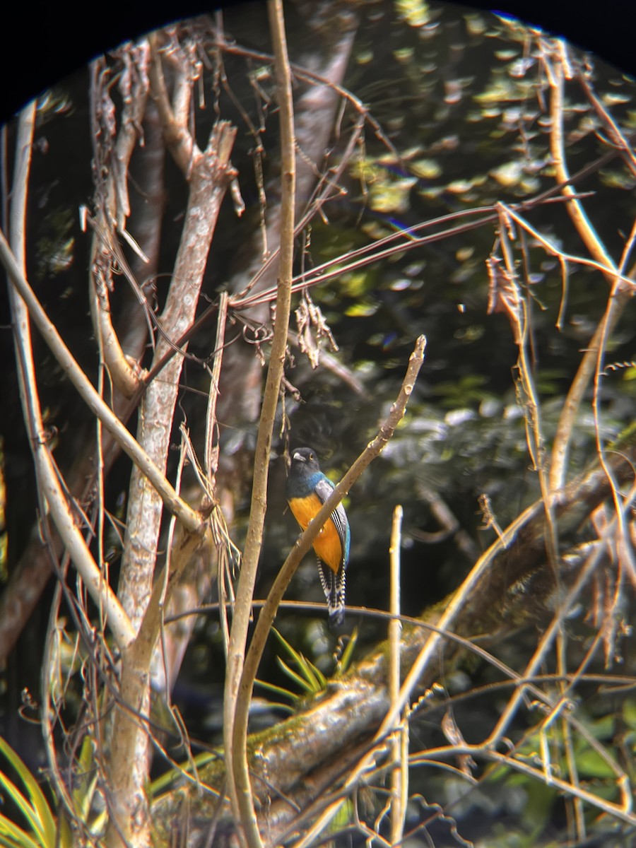 Gartered Trogon - ML643621779