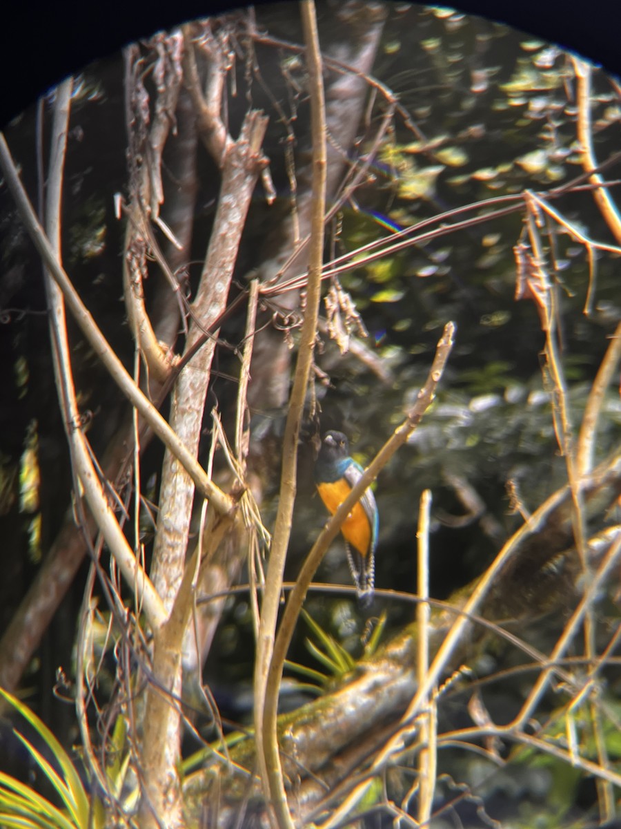 Gartered Trogon - ML643621780
