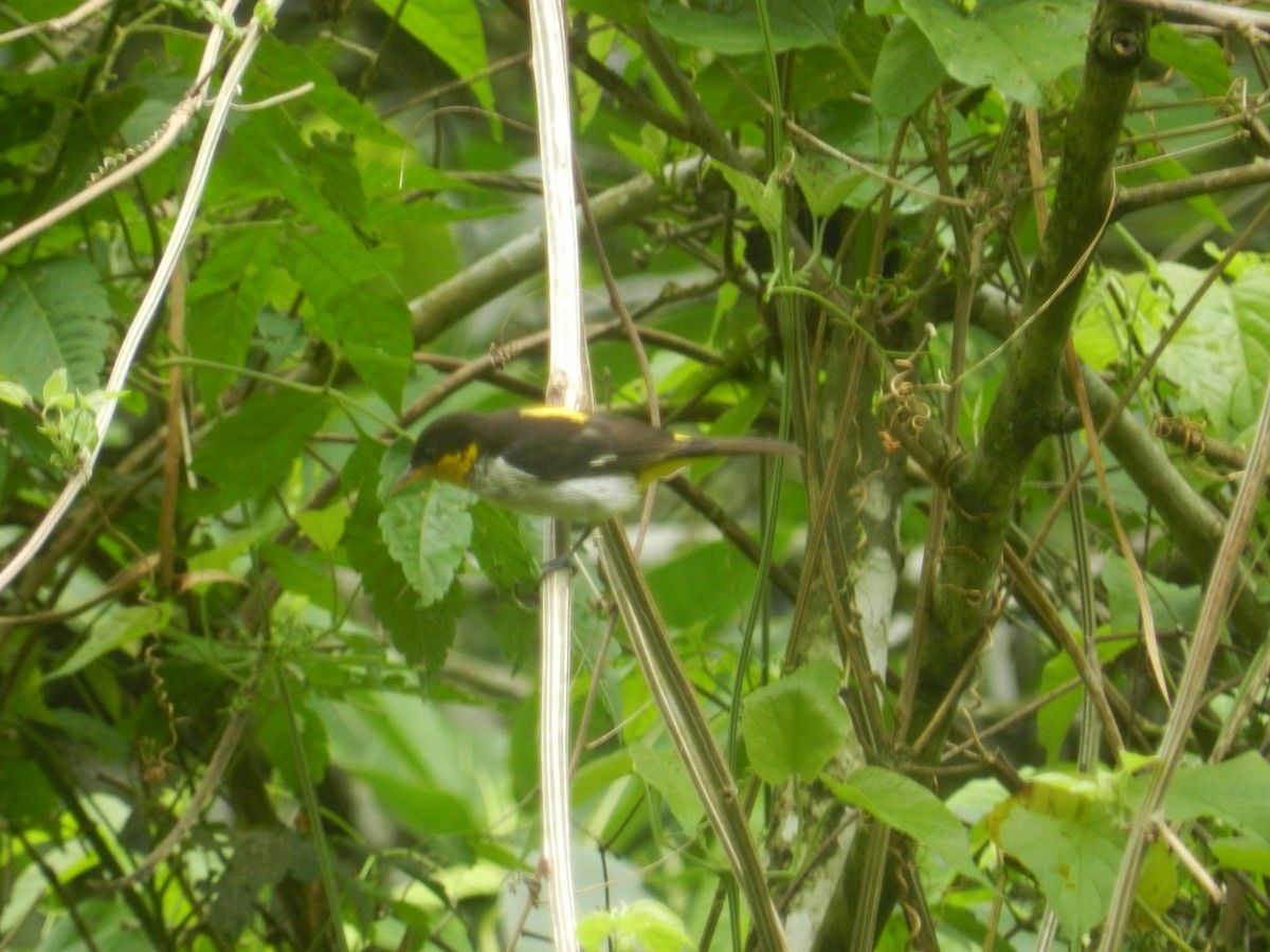 Yellow-backed Tanager - ML643621784