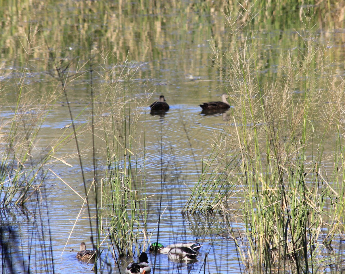 American Black Duck - ML643621800