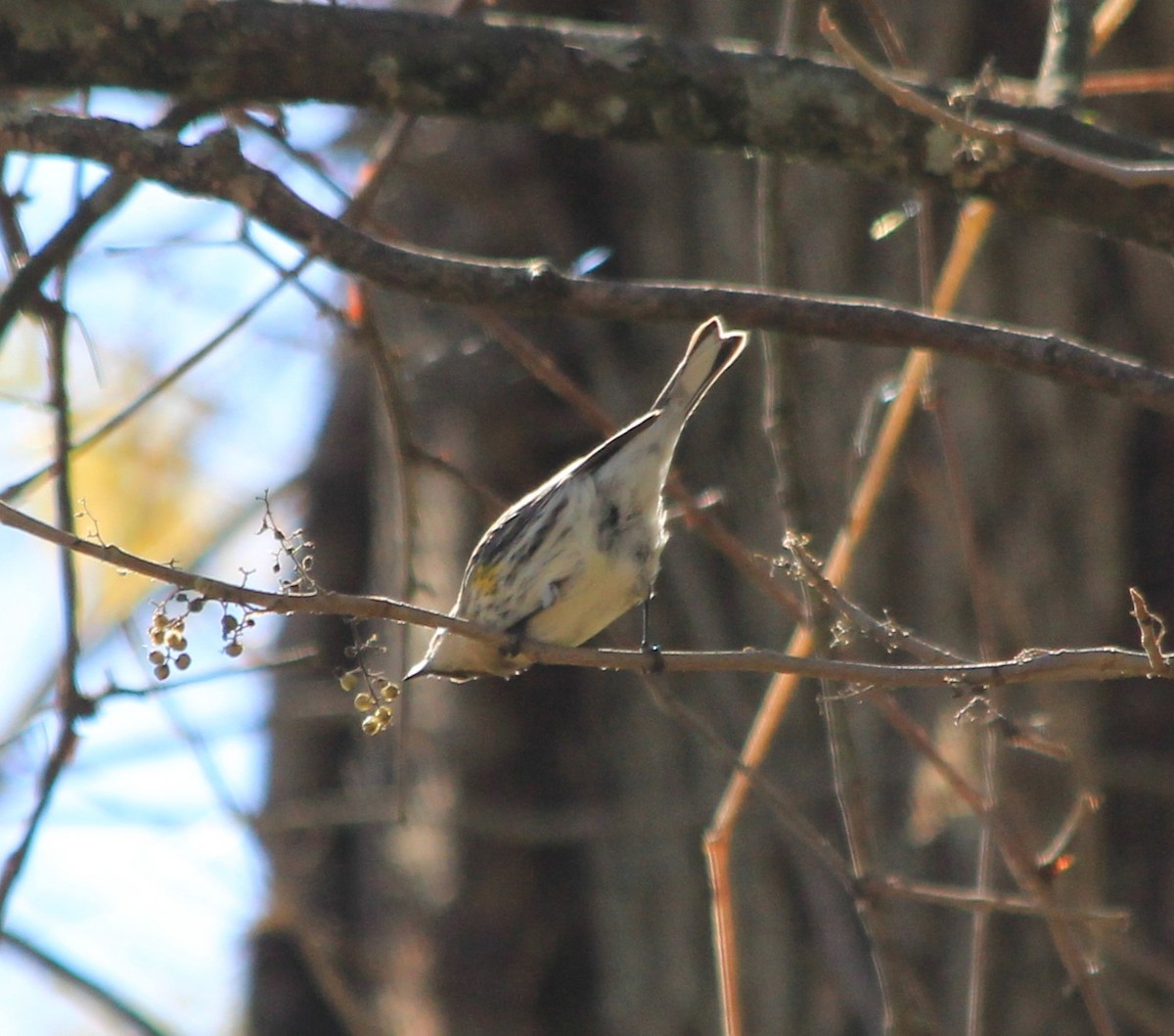 Yellow-rumped Warbler - ML643621829
