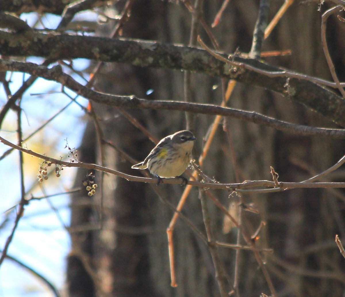 Yellow-rumped Warbler - ML643621850