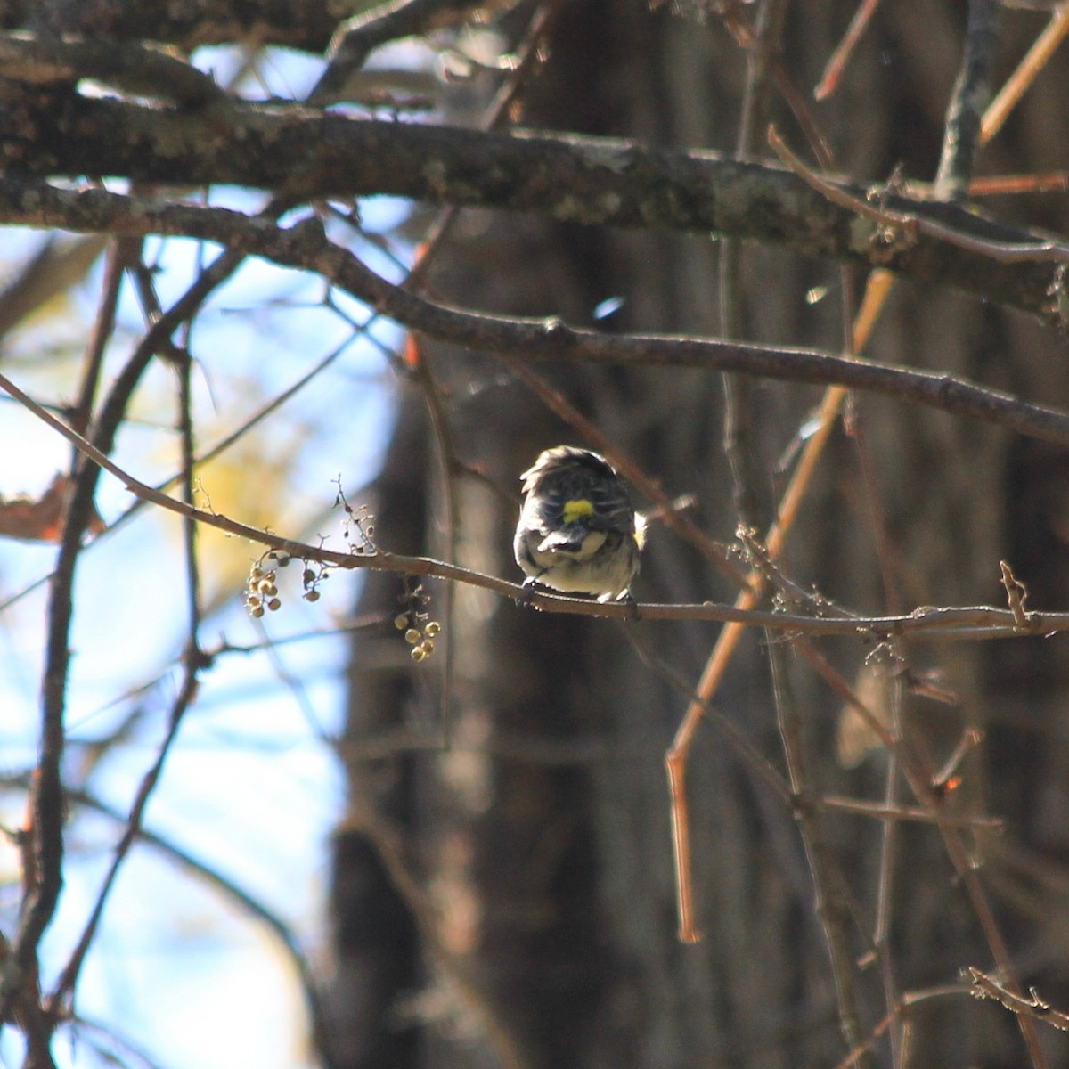 Yellow-rumped Warbler - ML643621867