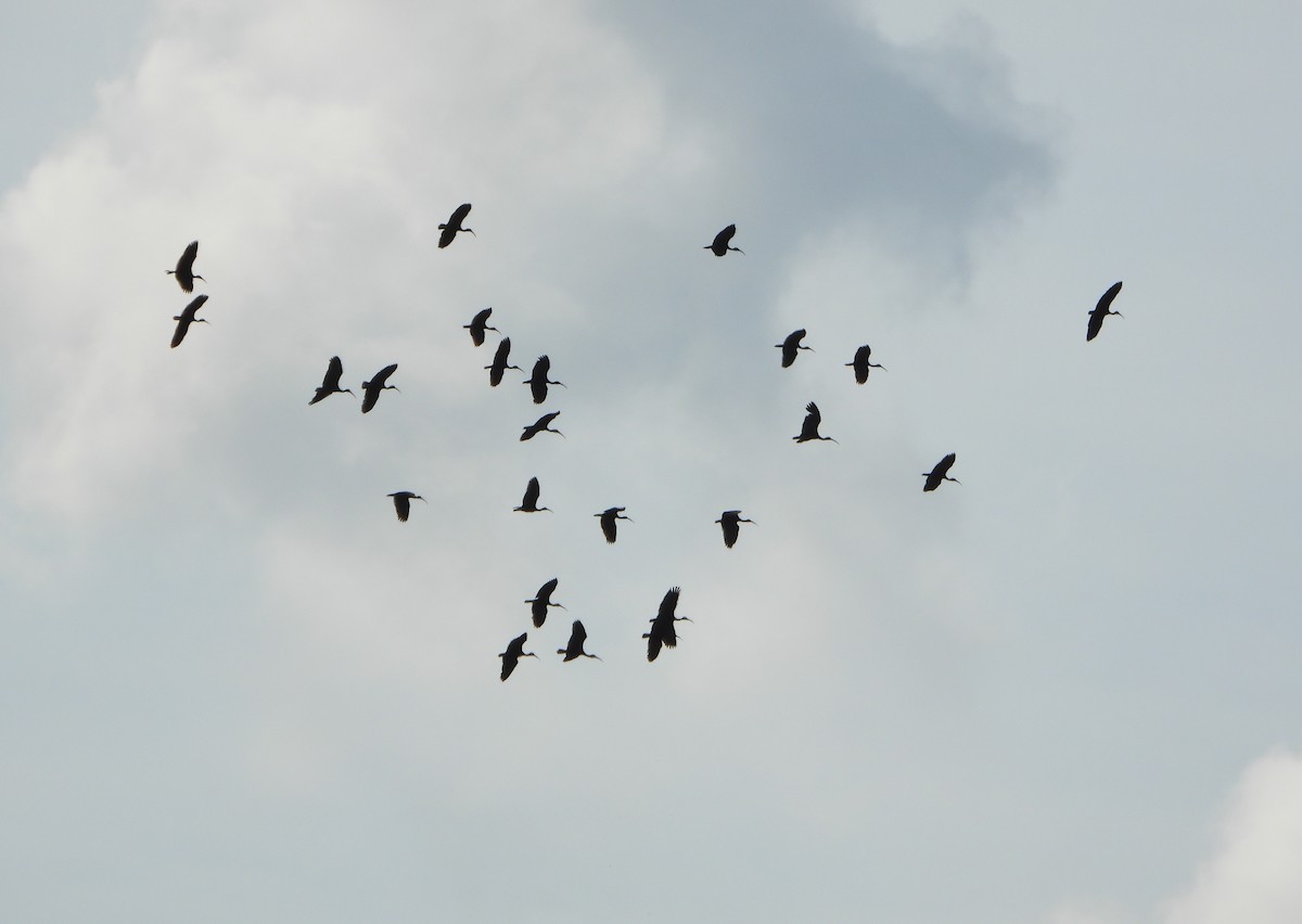 rødmaskeibis - ML643621870