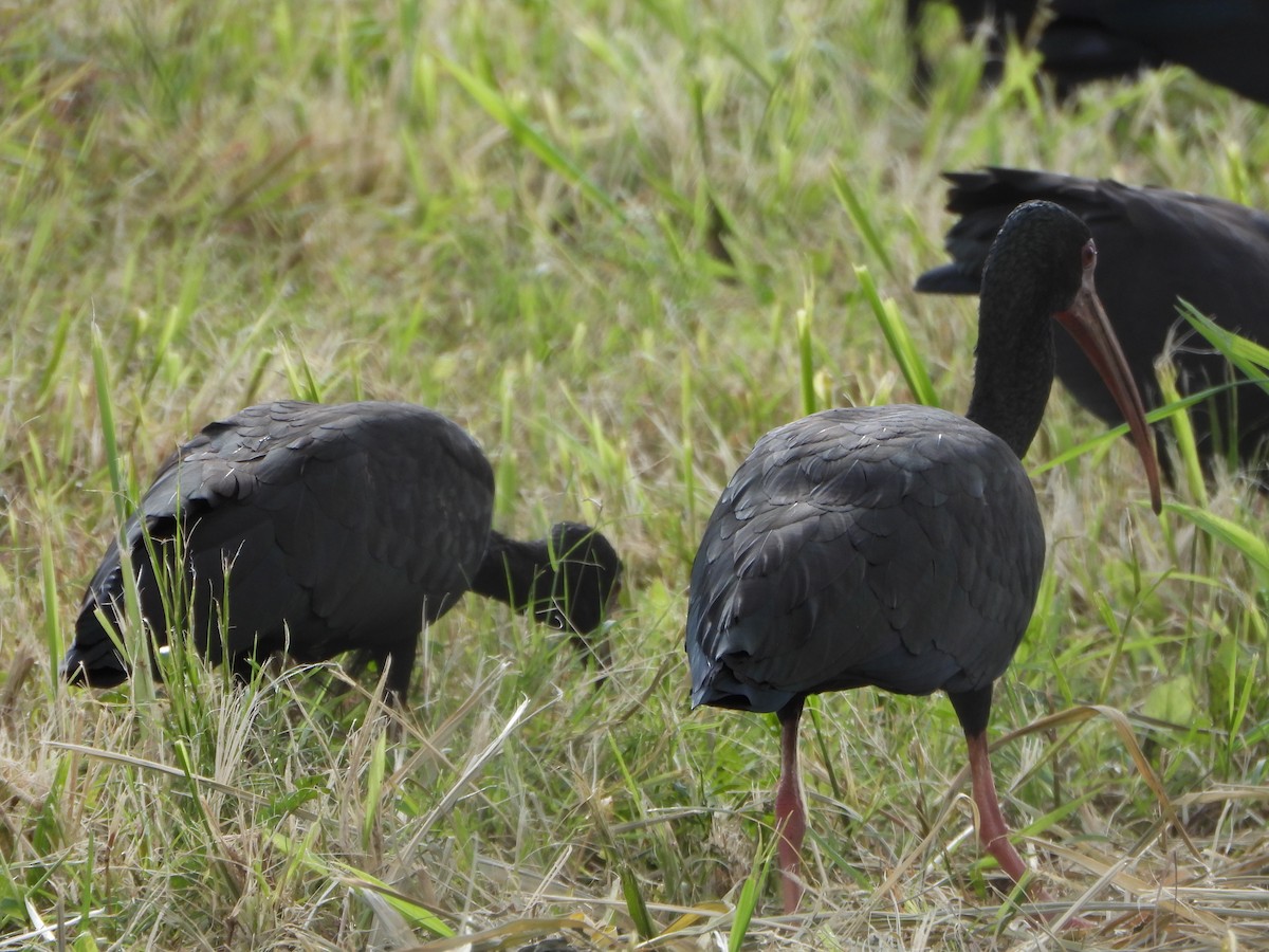 rødmaskeibis - ML643621871