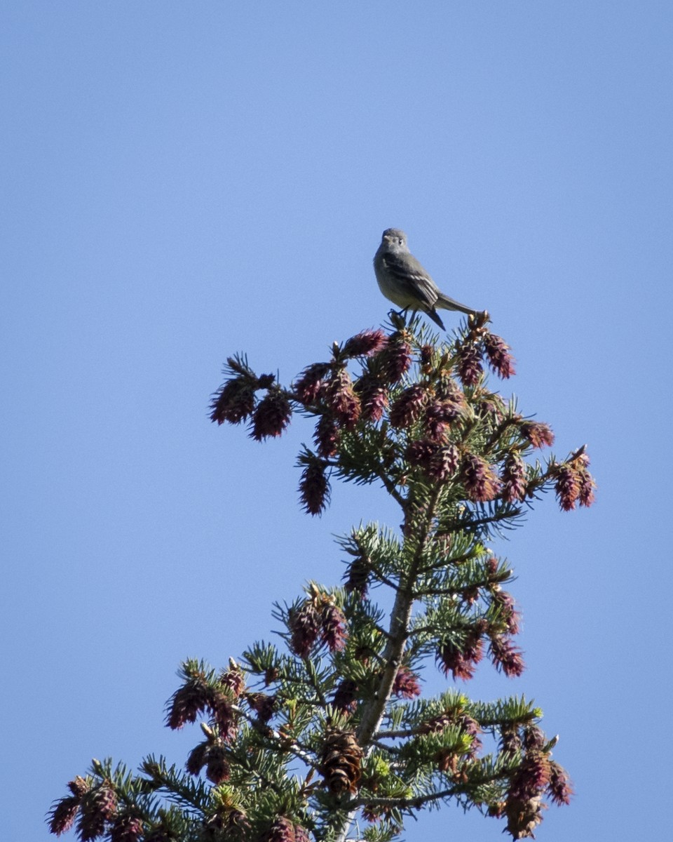 Hammond's Flycatcher - ML643621877