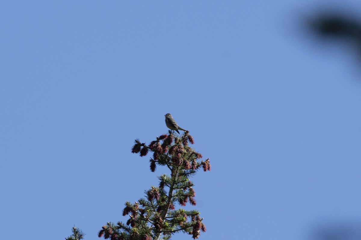 Hammond's Flycatcher - ML643621881