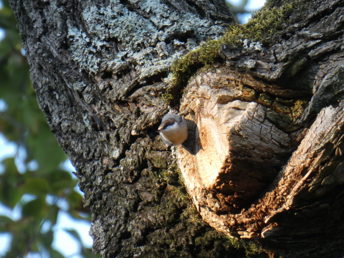 Brown-headed Nuthatch - ML643621883