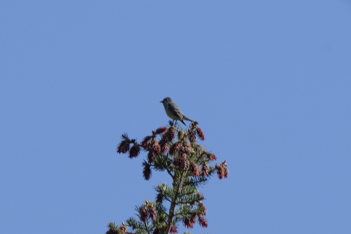 Hammond's Flycatcher - ML643621892