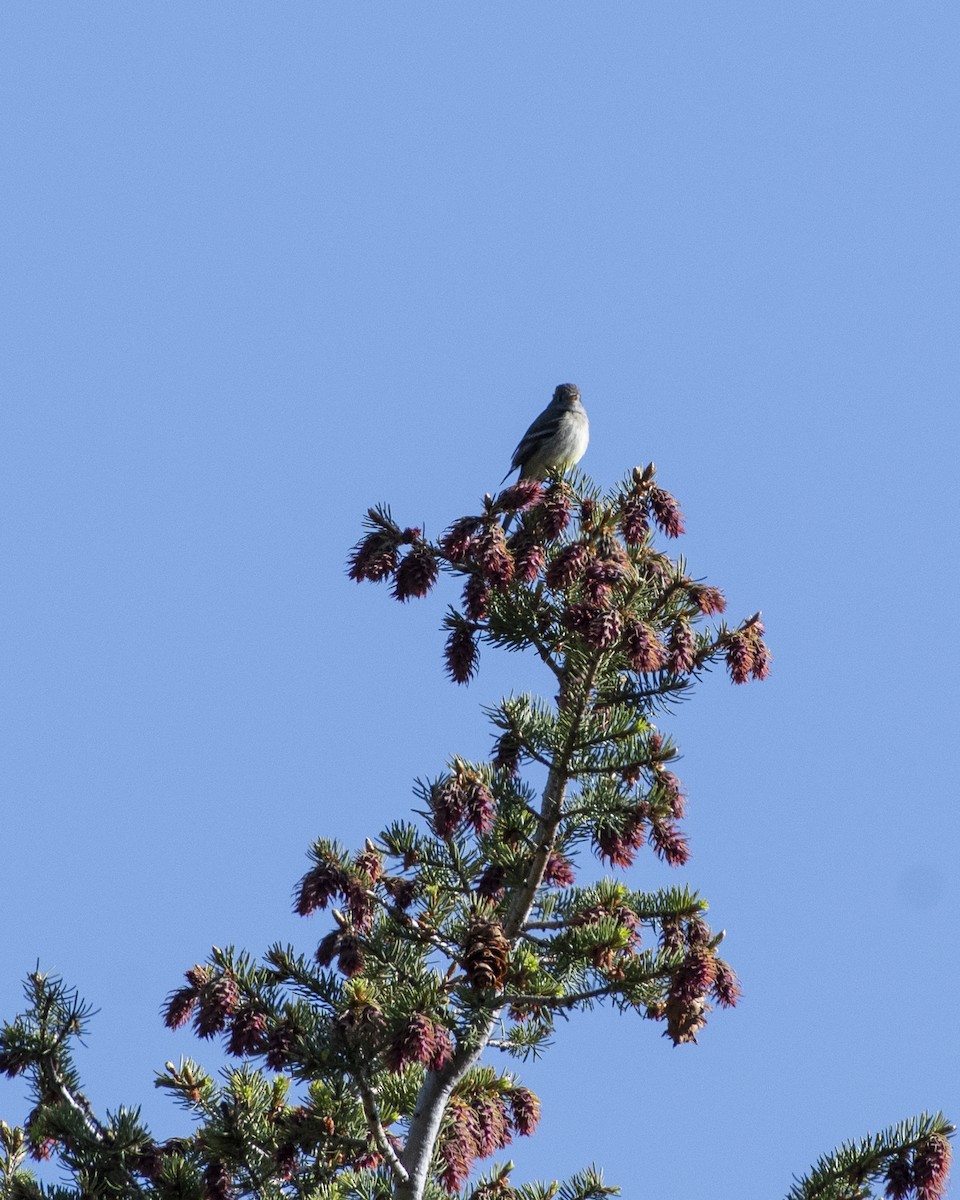 Hammond's Flycatcher - ML643621897