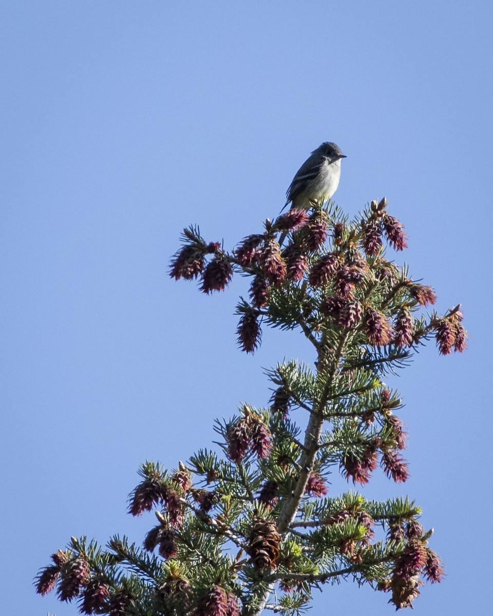 Hammond's Flycatcher - ML643621899