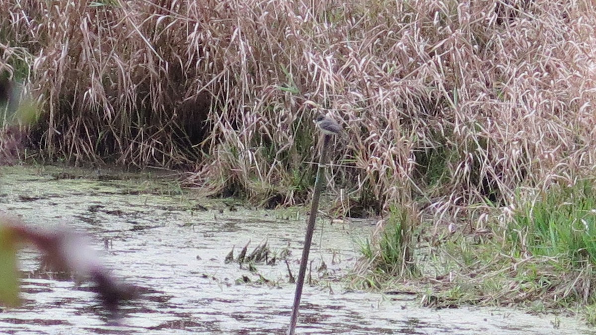 Eastern Phoebe - ML643621928